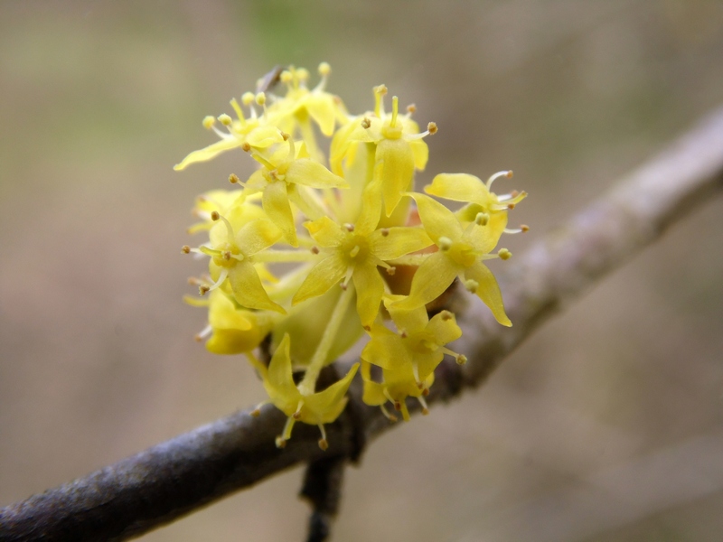 Parco del Ticino 21.3.15